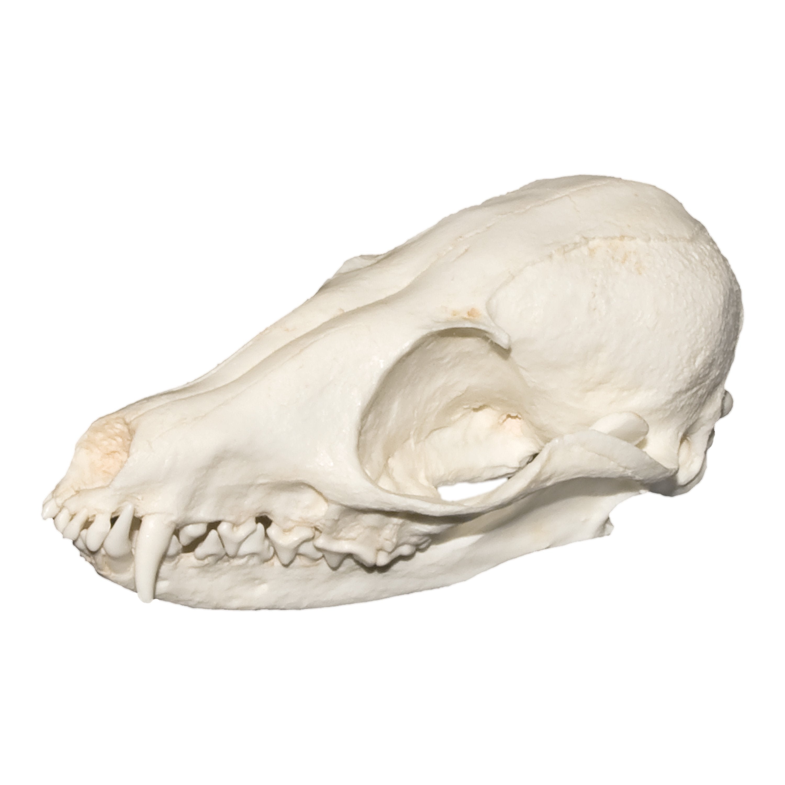 Authentic Replica Pale Sand Fox Skull - Lifelike Animal Skull Decor for Home, Office & Halloween Display - Perfect for Gothic Decor, Taxidermy Collectors & Science Education