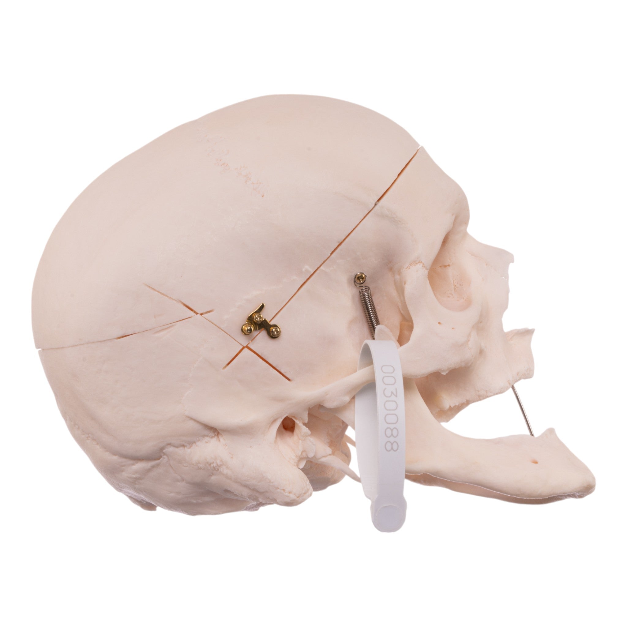 Premium Anatomical Human Skull Model - Accurate & Detailed for Medical Study, Halloween Decor, and Science Education | Perfect for Doctors, Students, and Collectors