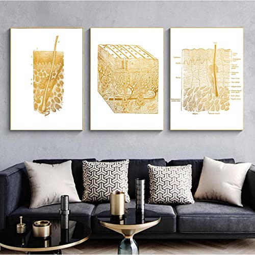 Golden Anatomy Art Canvas Painting - 50x70cm Skin Histologist Wall Decor (Set of 3) | Modern Bedroom Wall Art | Perfect for Home Office, Living Room & Medical Student Gifts