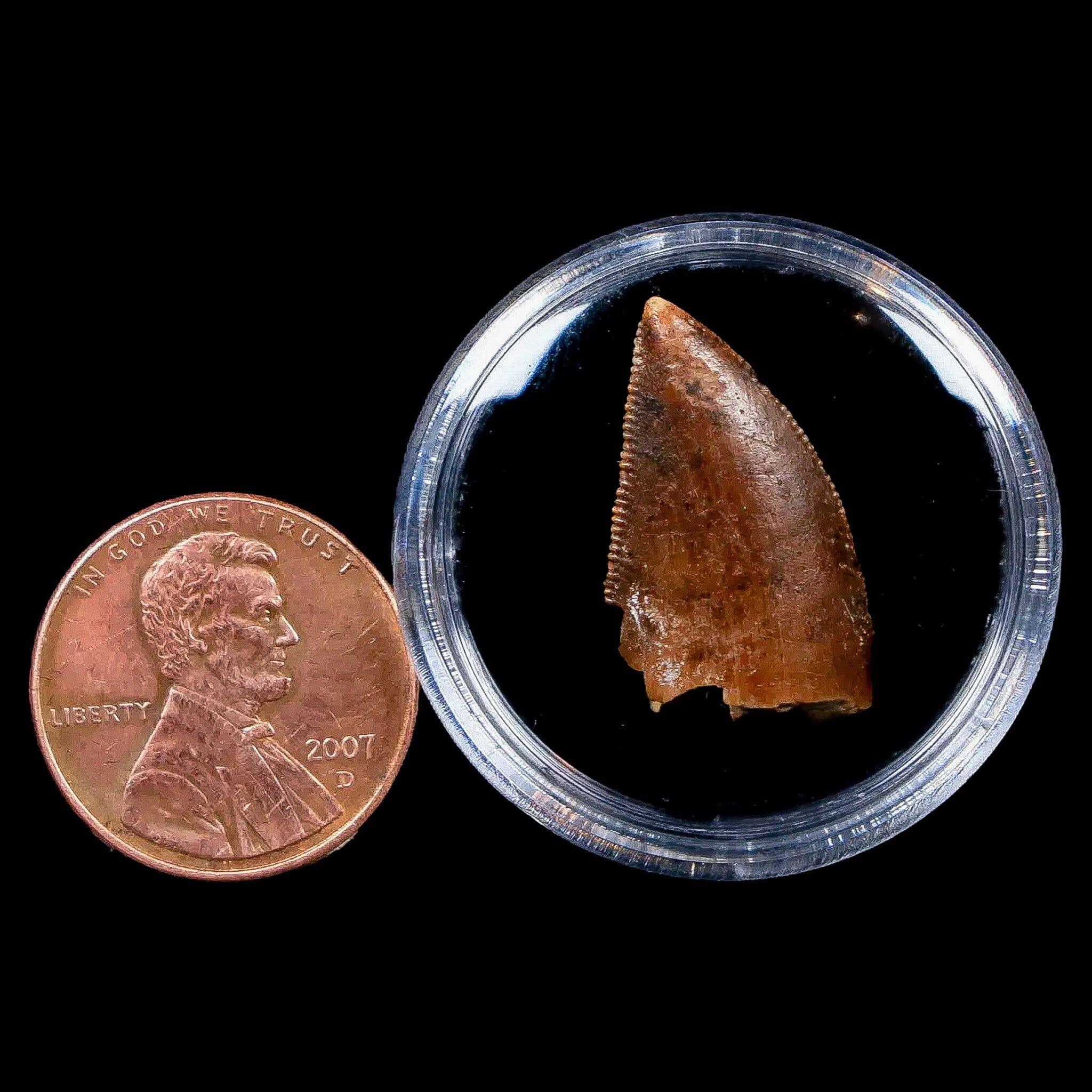 Authentic Majungasaurus Serrated Dinosaur Tooth Fossil - 0.9