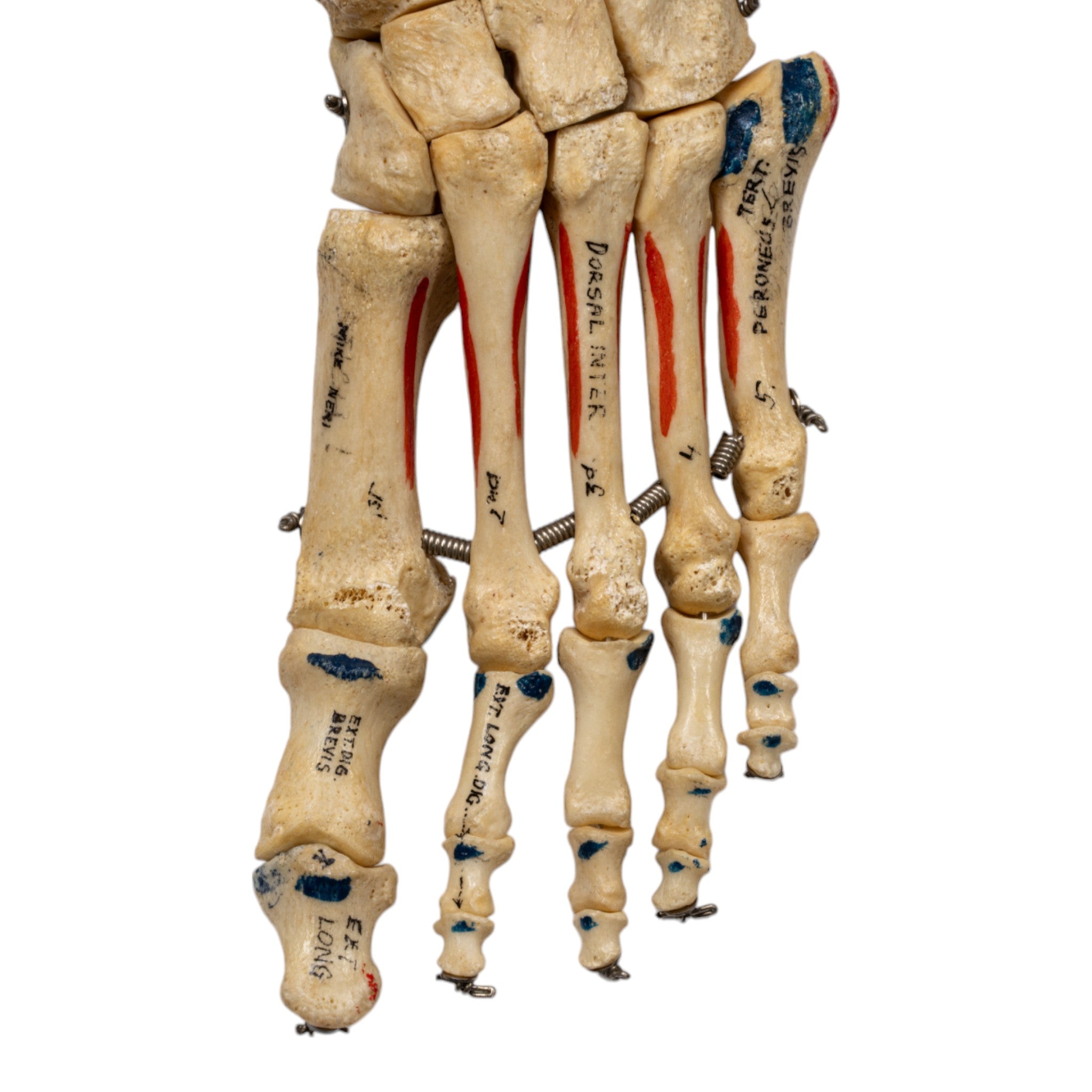 Realistic Articulated Left Foot Model - Painted Anatomical Study Aid for Medical Students & Artists | Perfect for Anatomy Class, Art Reference & Halloween Decor