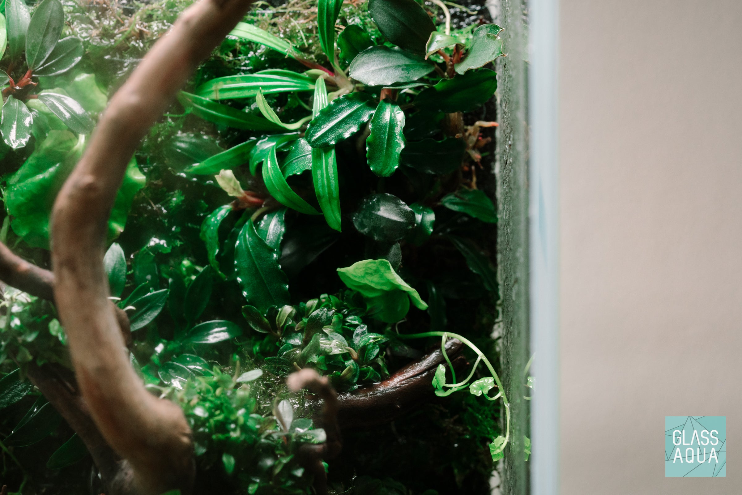 Bucephalandra Red Mini Aquatic Plant - Live Aquarium Plants for Fish Tank, Freshwater Aquascaping, Low Light Aquarium Decor | Perfect for Nano Tanks, Shrimp Tanks & Planted Aquariums