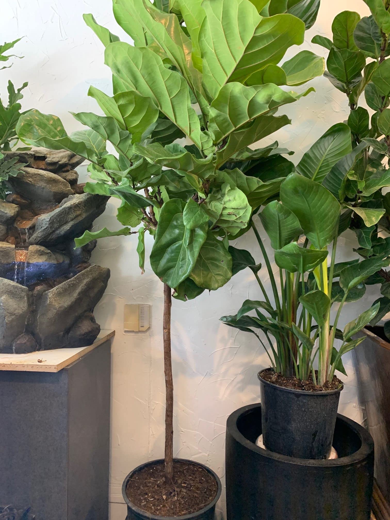 Fiddle Leaf Fig Tree - Live Ficus Lyrata in 10