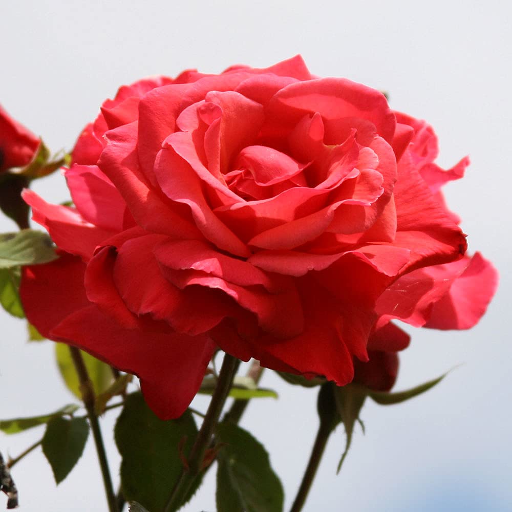 Galway Bay® Pink Climbing Rose Bush - Heirloom Roses Live Plant for Outdoor Gardens, Fences & Trellises | Perfect for Landscaping, Arbors & Romantic Garden Decor