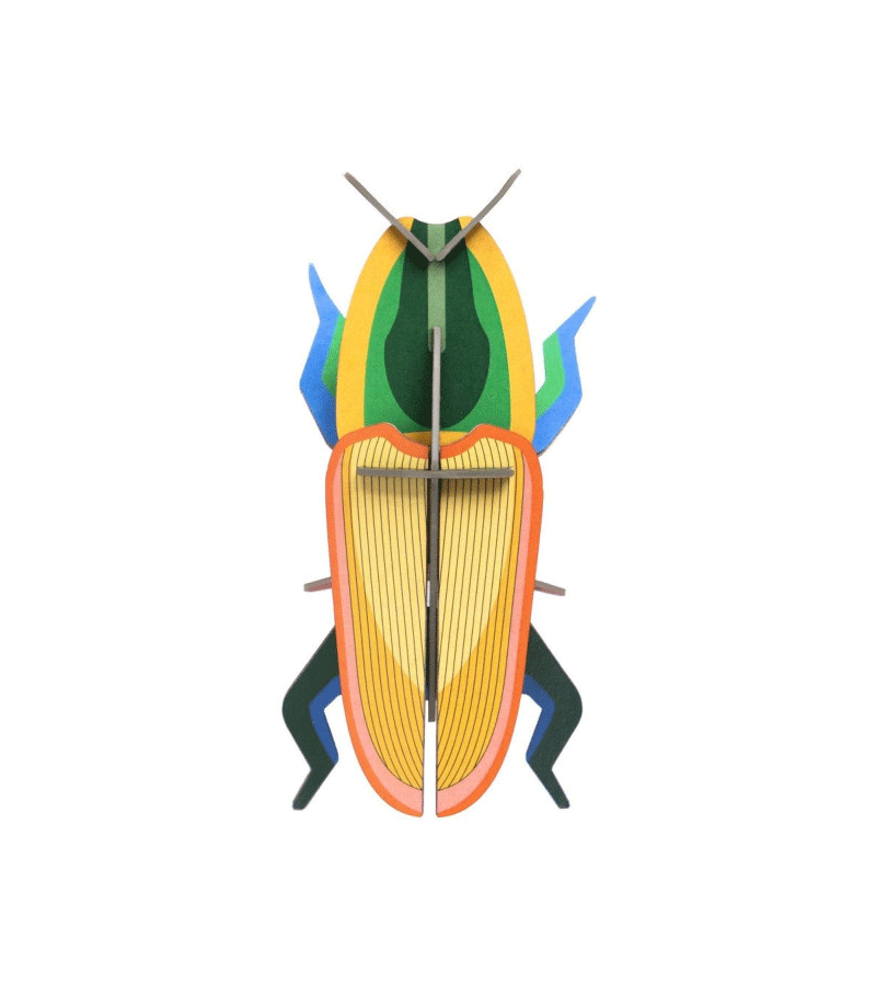 Authentic Madagascar Beetle Small Insect Specimen - Unique Collectible for Entomology Enthusiasts | Perfect for Home Decor, Science Education & Nature Collections