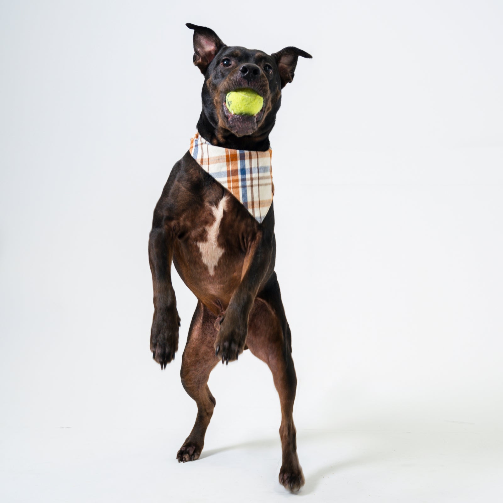 Stylish Dog Bandana for Pets - Boone Pattern Design - Perfect for Walks, Photos & Special Occasions