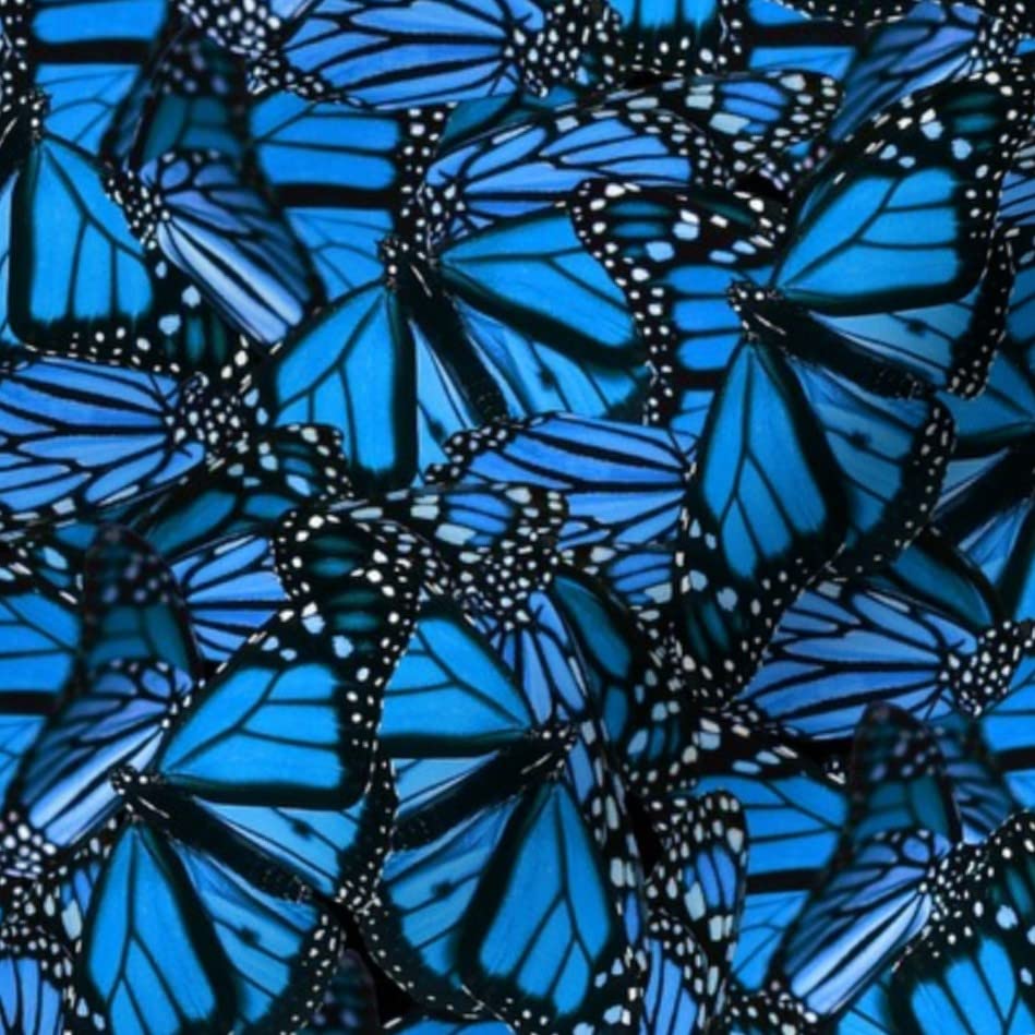 Blue Butterflies Monarch Kids Cobalt Black Spring Insect Printed Cotton Fabric by The Yard - Premium Spoonflower Fabric for Sewing, Quilting, Apparel, Crafts & Home Decor - Perfect for DIY Projects, Baby Clothes, and Wall Art