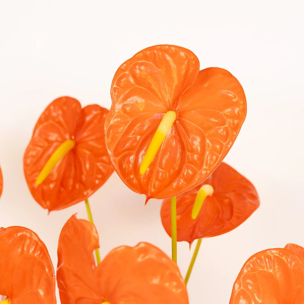 Anthurium Coral Dream Tropical Flower - Live Houseplant for Home & Office Decor - Perfect for Gifts, Weddings, and Indoor Gardening