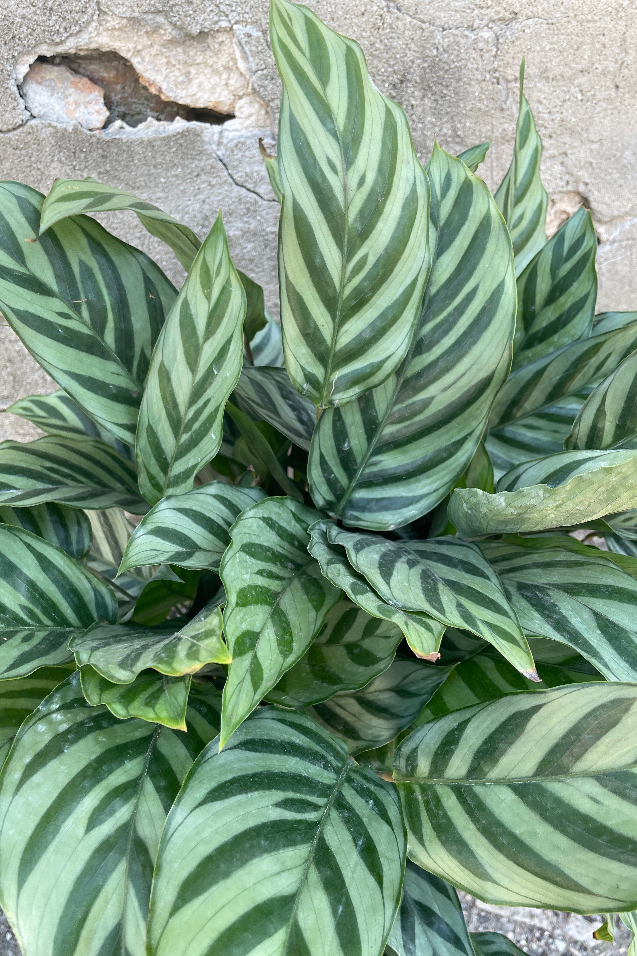 Calathea 'Freddie' 8 Inch Live Plant - Prayer Plant with Striking Green Leaves | Perfect for Home Decor, Office Spaces & Indoor Gardening