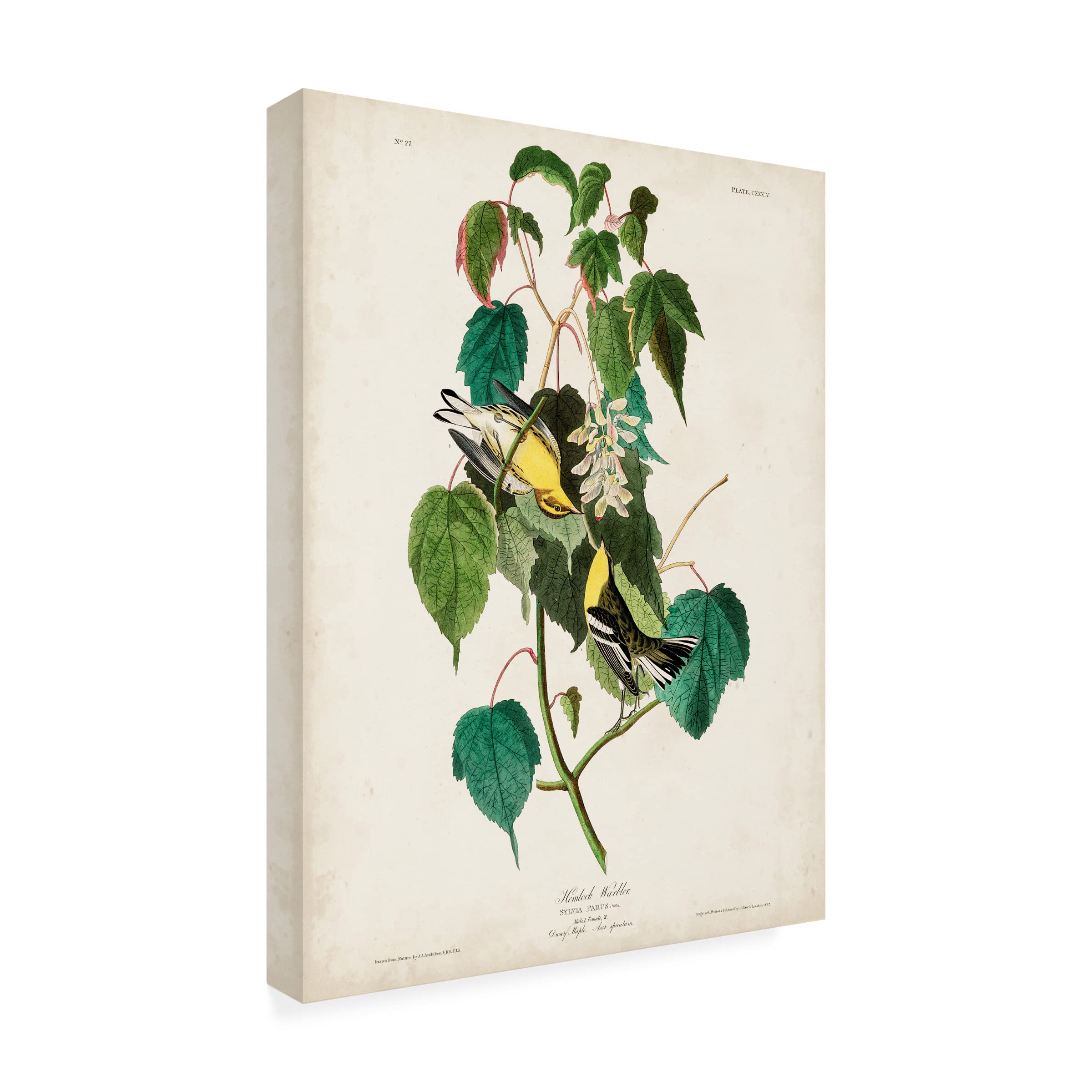 John James Audubon 'Hemlock Warbler' Fine Art Canvas Print 18x24 - Perfect for Home Decor, Office Wall Art & Nature Lover Gifts