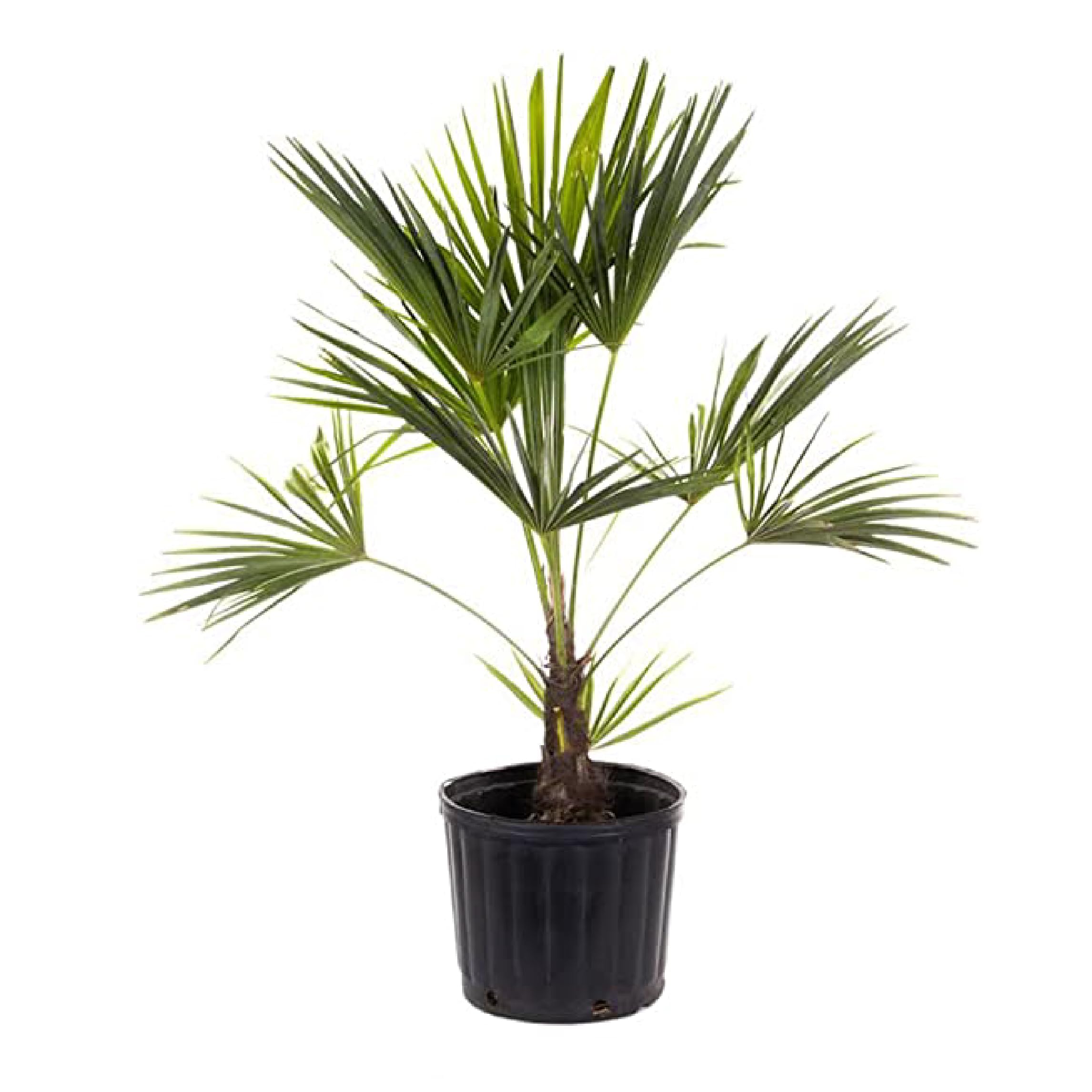 American Plant Exchange Live Windmill Palm Tree (Chusan Palm) - 10