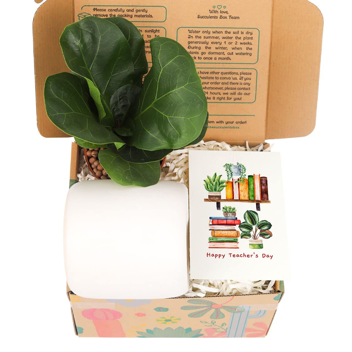 Healing Houseplant Gift Box Set with May Time Heal Your Sorrow Card - Perfect Plant Lover Gift for Sympathy, Get Well, or Home Decor