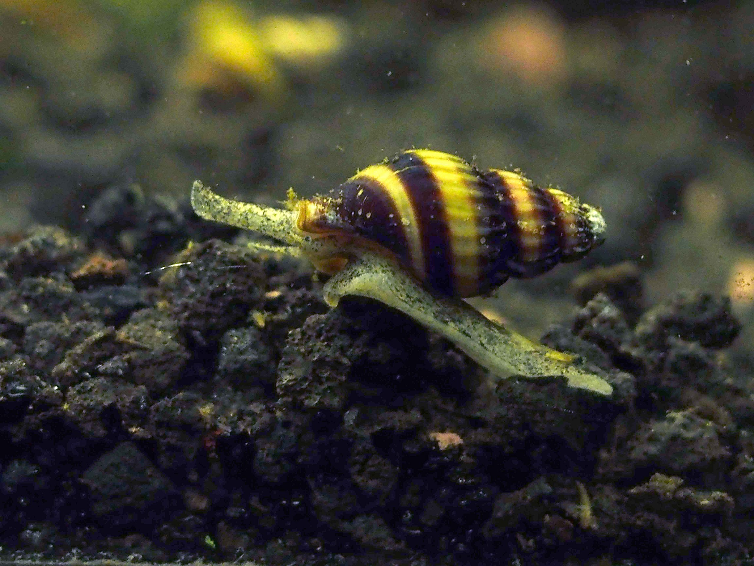 10 Live Assassin Snails (Clea Helena) for Aquarium & Pond - Natural Snail Control Solution | Perfect for Nano Fish Tanks & Aquarium Maintenance | Eliminates Pest Snails in Freshwater Tanks