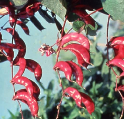 Pink Hyacinth Bean