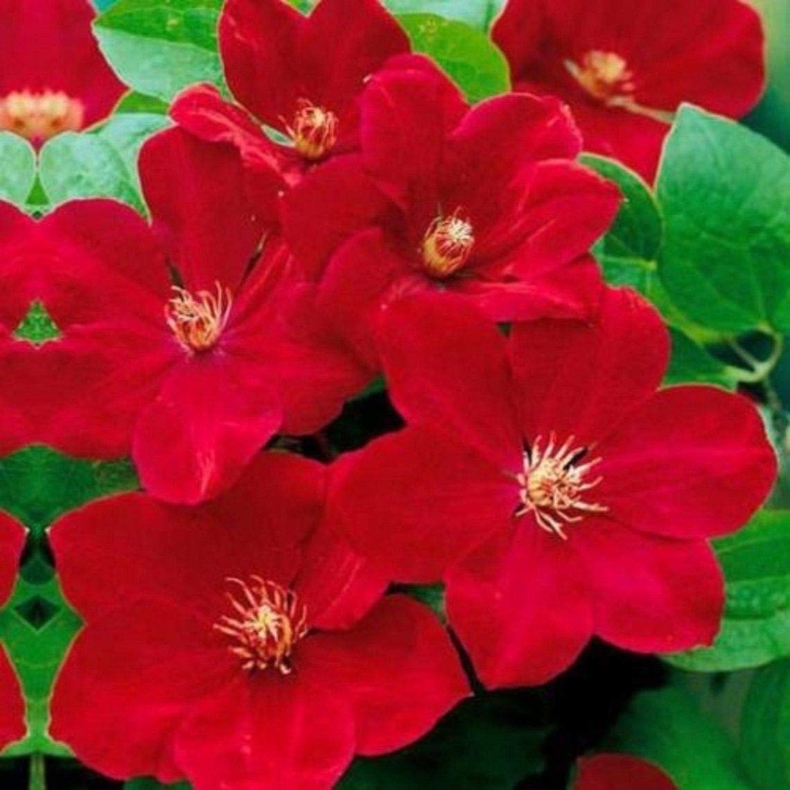 Bright Red Clematis Seeds - 25 Pack Evergreen Flowering Vine Seeds for Hanging Gardens, Perennial Climbing Plants with Vibrant Red Blooms | Perfect for Trellises, Fences & Container Gardening