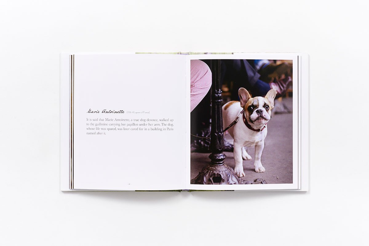 Mini French Dog - Adorable Small Breed Puppy for Pet Lovers | Perfect for Apartment Living & Family Companionship