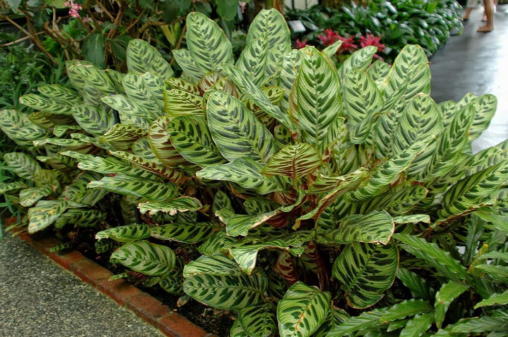 Calathea Makoyana (Peacock Plant) - 5 Live Indoor Plants in 4 Inch Pots - Easy to Grow Air Purifying Houseplant for Home, Office & Living Room Decor