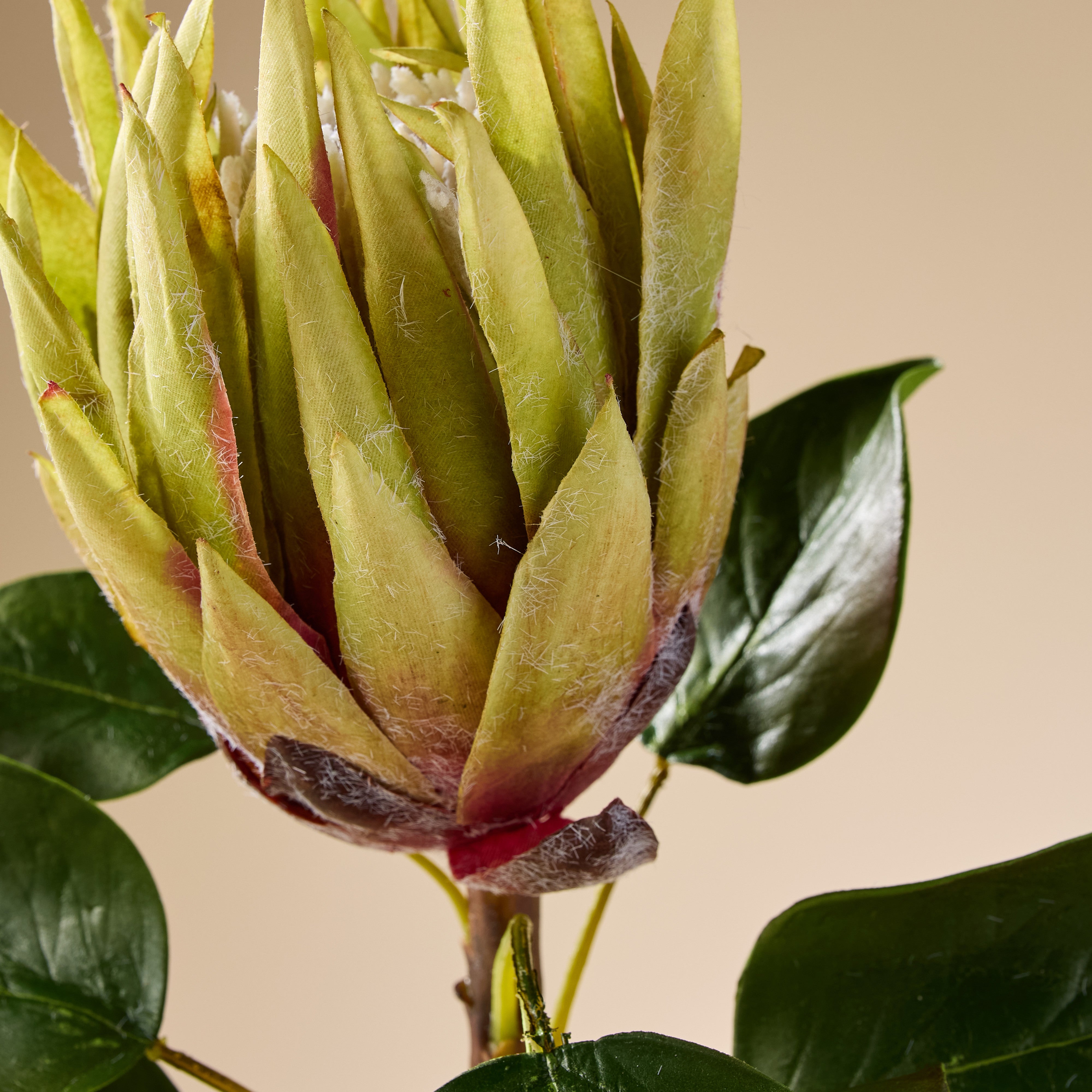 Artificial King Protea Stem | Green | 60cm | Realistic Fake Flower for Home Decor, Wedding Centerpieces, and Floral Arrangements