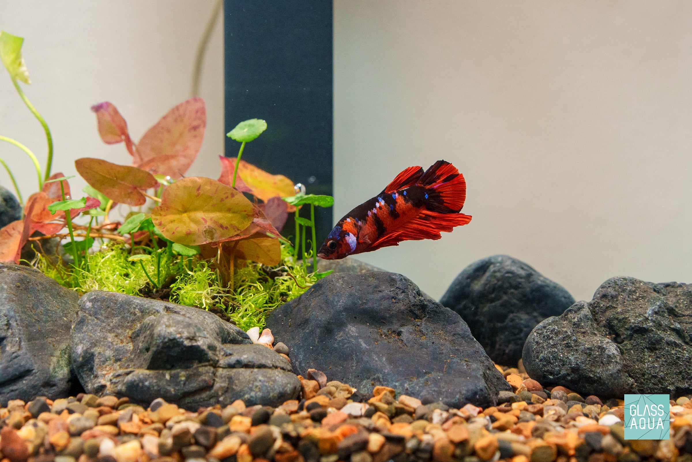 Ultum Nature Systems Controsoil Santa Fe - Premium Aquarium Substrate for Planted Tanks | Natural & Nutrient-Rich | Perfect for Shrimp & Nano Tanks
