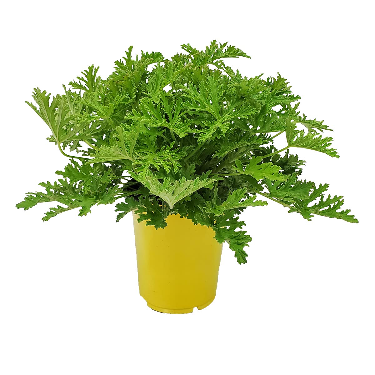 Citronella Mosquito Plant (Pelargonium Citrosum) - Live Outdoor Plant 12