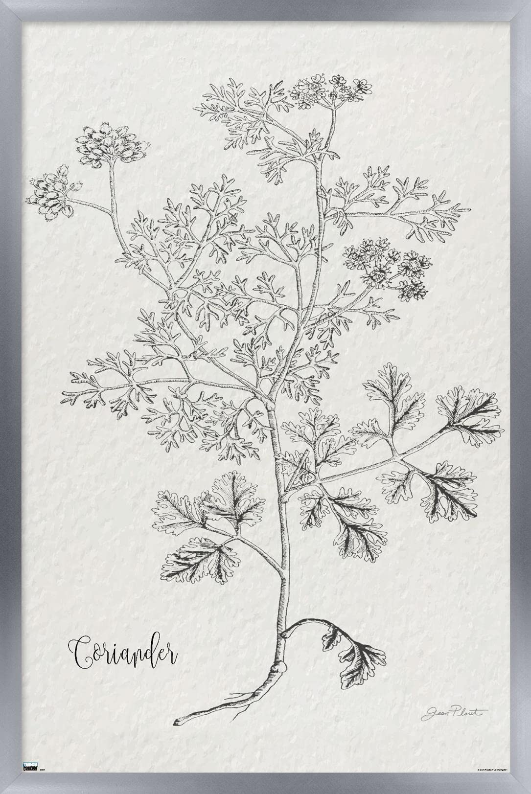Trends International Jean Plout - Botanical Coriander Wall Art Poster Print, 22.375