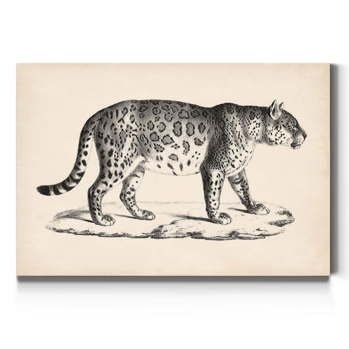 Brodtmann Male Leopard Wall Art - Premium Pencil Sketch Print in Black & Bone White - Safari-Themed Gallery Wrapped Canvas Decor (32x48 Inches) - Ready to Hang, Made in USA - Perfect for Living Room, Office, or Wildlife-Themed Interior Design