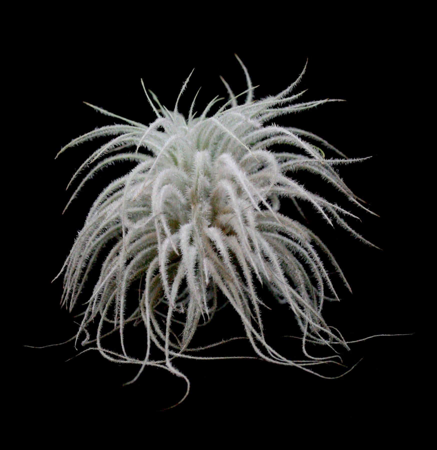 Tillandsia Tectorum Air Plant - Low Maintenance Indoor Plants for Home Decor, Office Desk & Terrarium - Perfect for Living Room, Bathroom & Gift Ideas