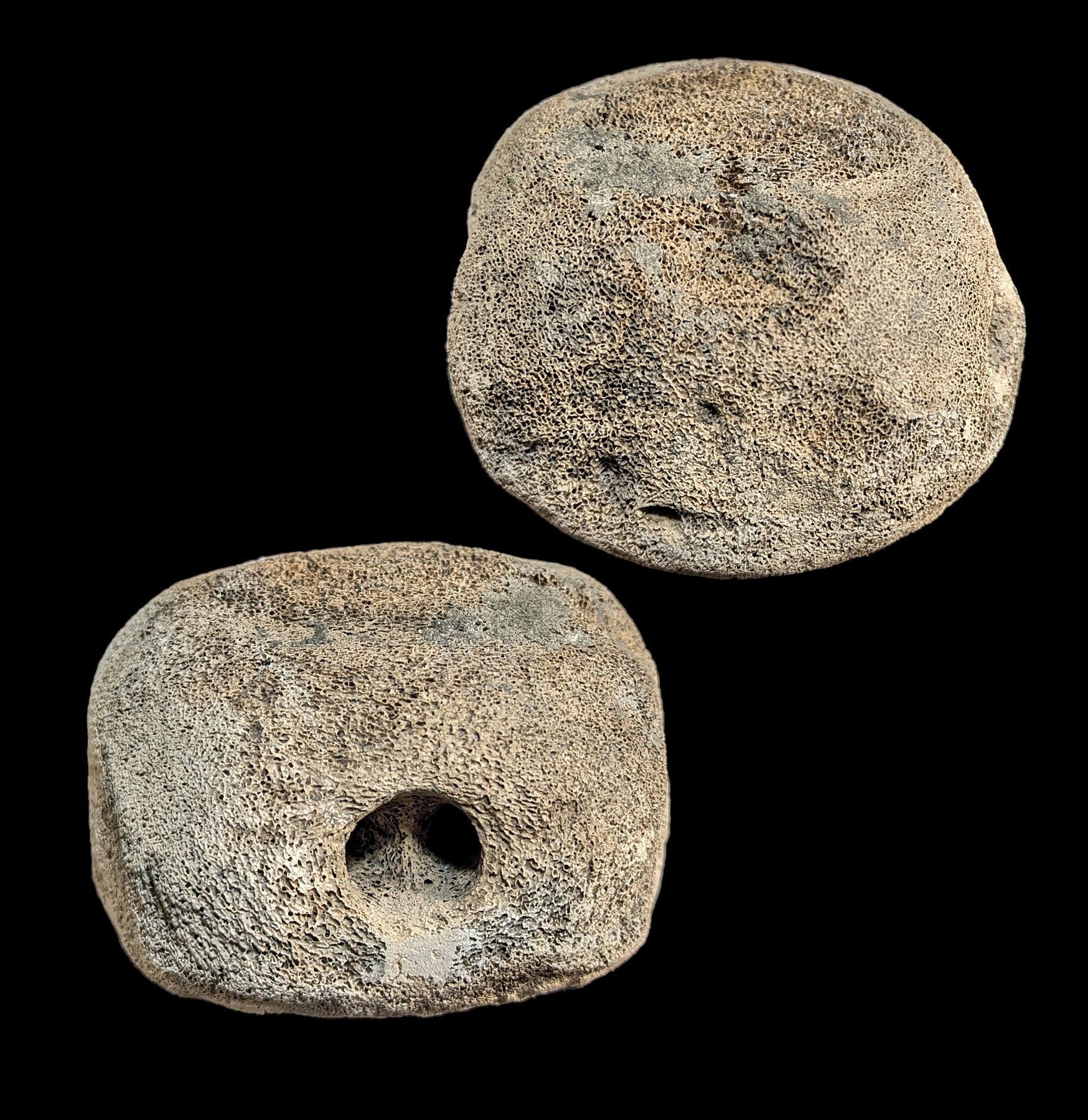 Authentic Fossil Whale Vertebrae for Sale - Rare Marine Mammal Bone Specimen - Perfect for Paleontology Collectors & Home Decor