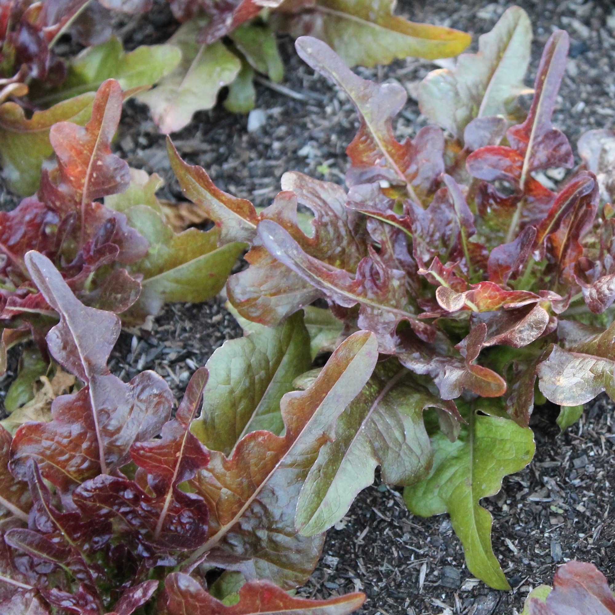Oscarde Leaf Lettuce Seeds - 4 Oz Pack (~100,000 Seeds) | Non-GMO, Heirloom Lactuca Sativa | Fresh Salad Greens for Home Garden, Hydroponics & Container Planting