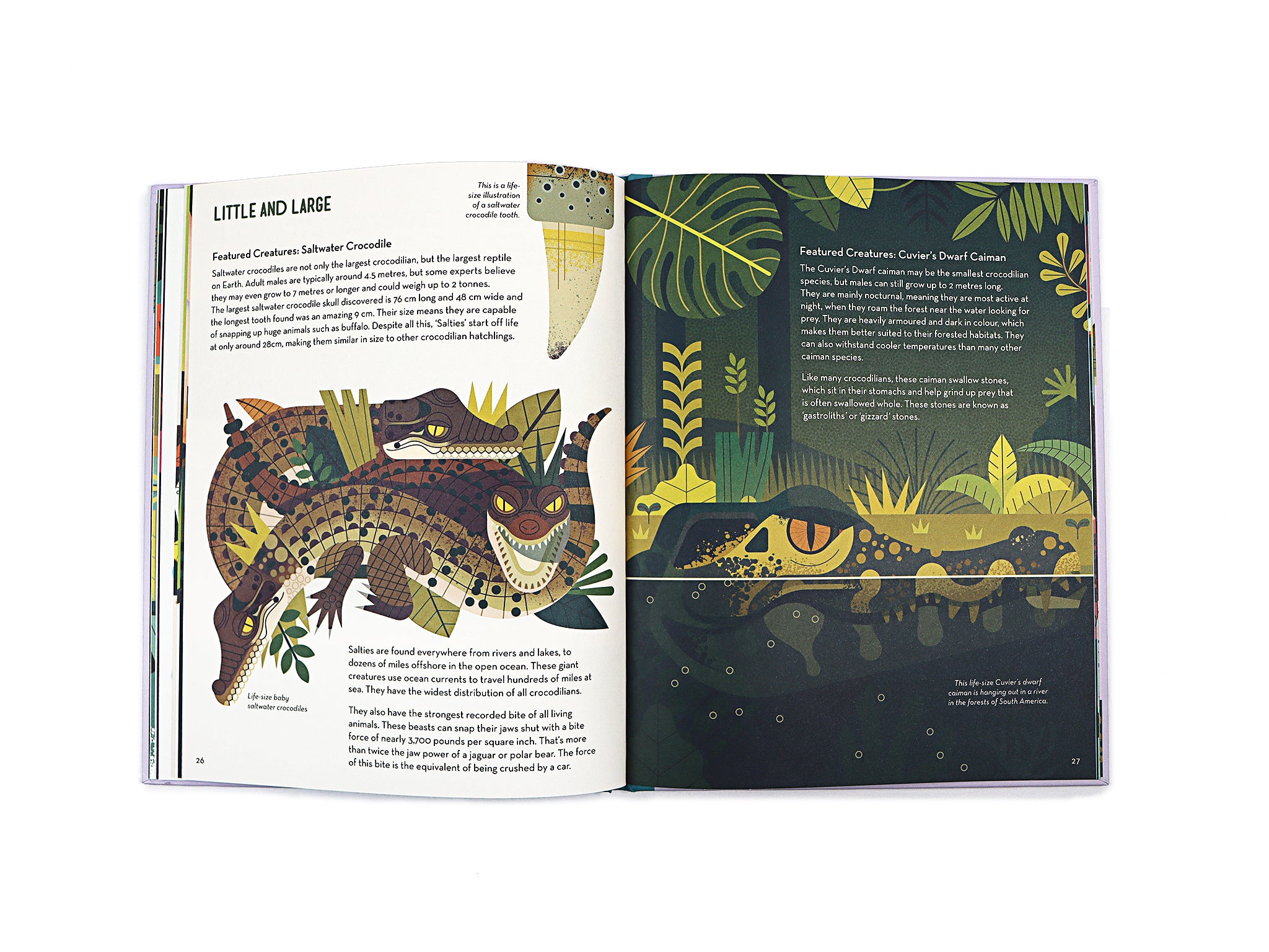 Curious About Crocodiles: Illustrated Animal Book for Kids by Owen Davey - Perfect for Bedtime Stories & Wildlife Education
