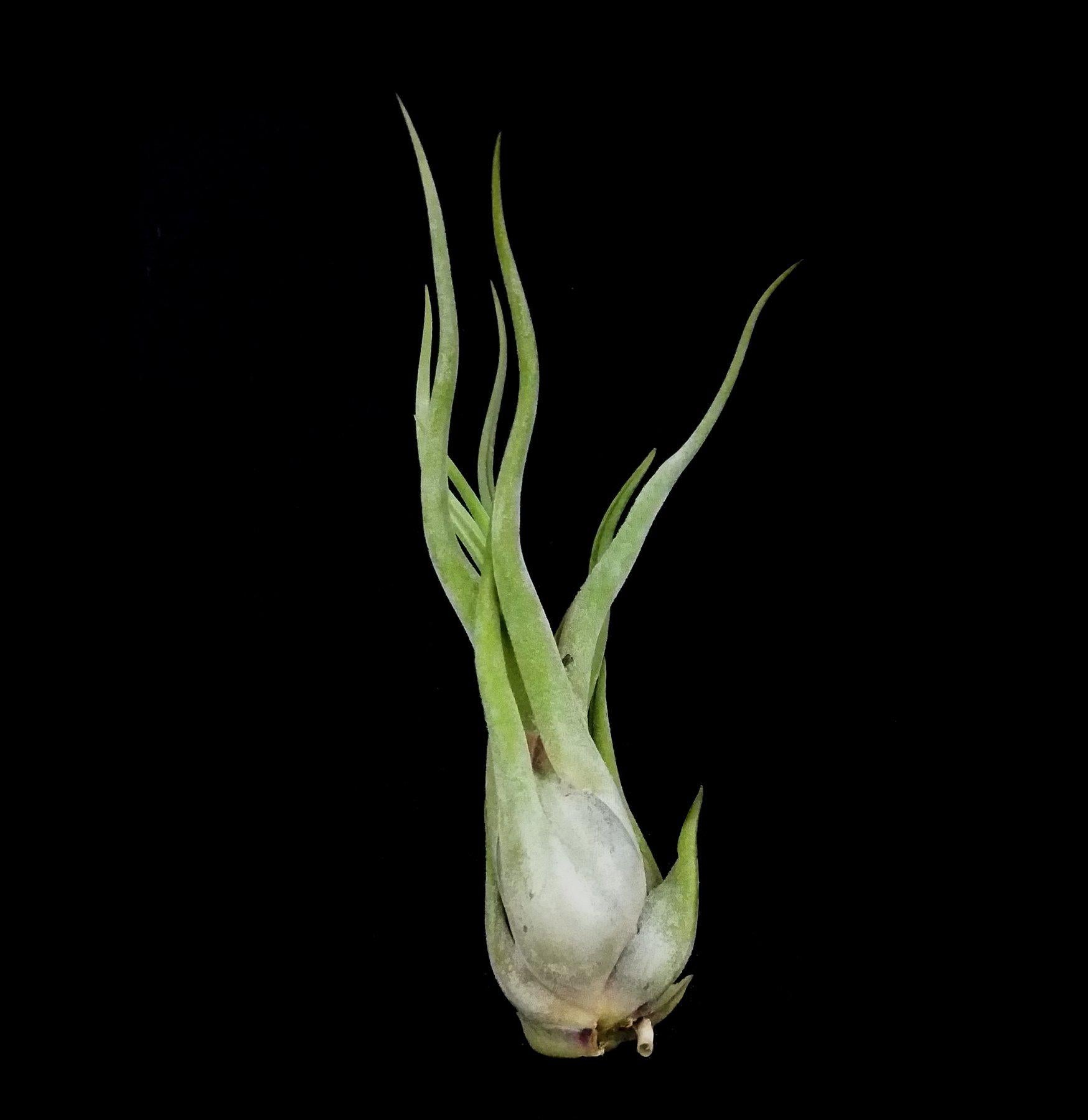 Tillandsia Caput Medusae Air Plant - Unique Live Tillandsia for Home Decor, Terrariums & Office Spaces