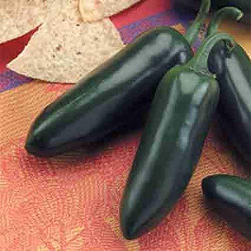 Jalapeno Goliath Hybrid Pepper Seeds - 50 Count for Grilling and Stuffing - Perfect for Home Gardens, Salsas, and Mexican Cuisine