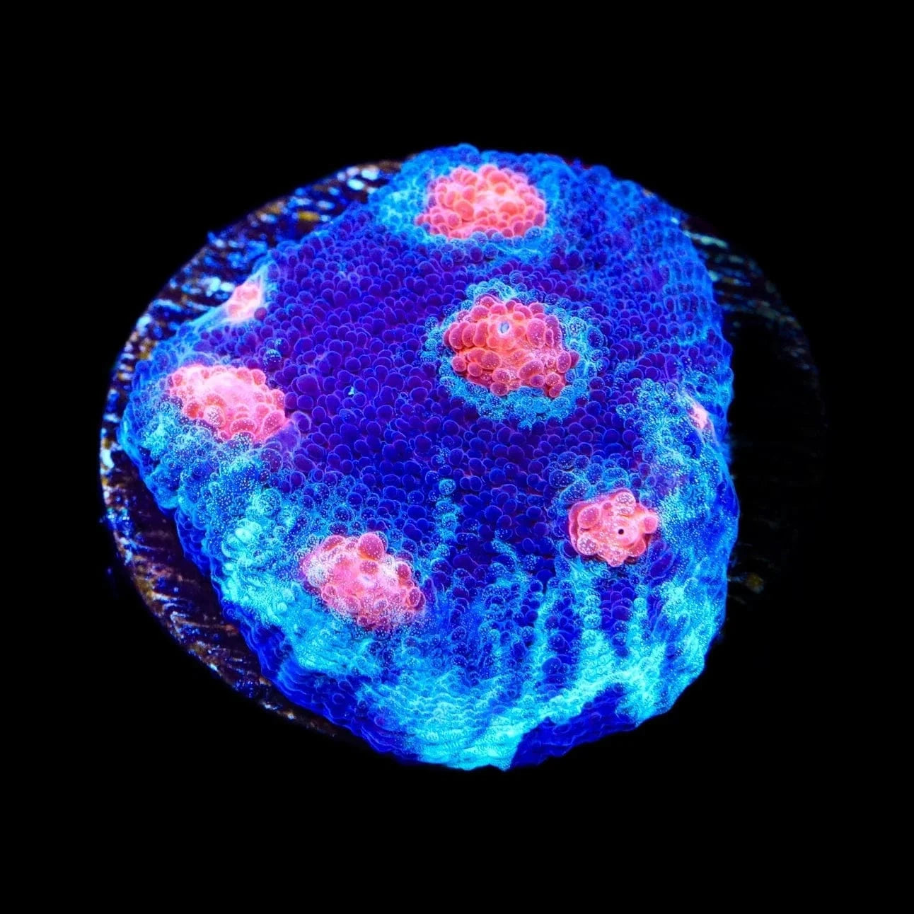 ACI Mike the Mycedium Chalice Coral - Premium Saltwater Aquarium Coral for Reef Tanks - Perfect for Marine Aquascaping and Coral Propagation