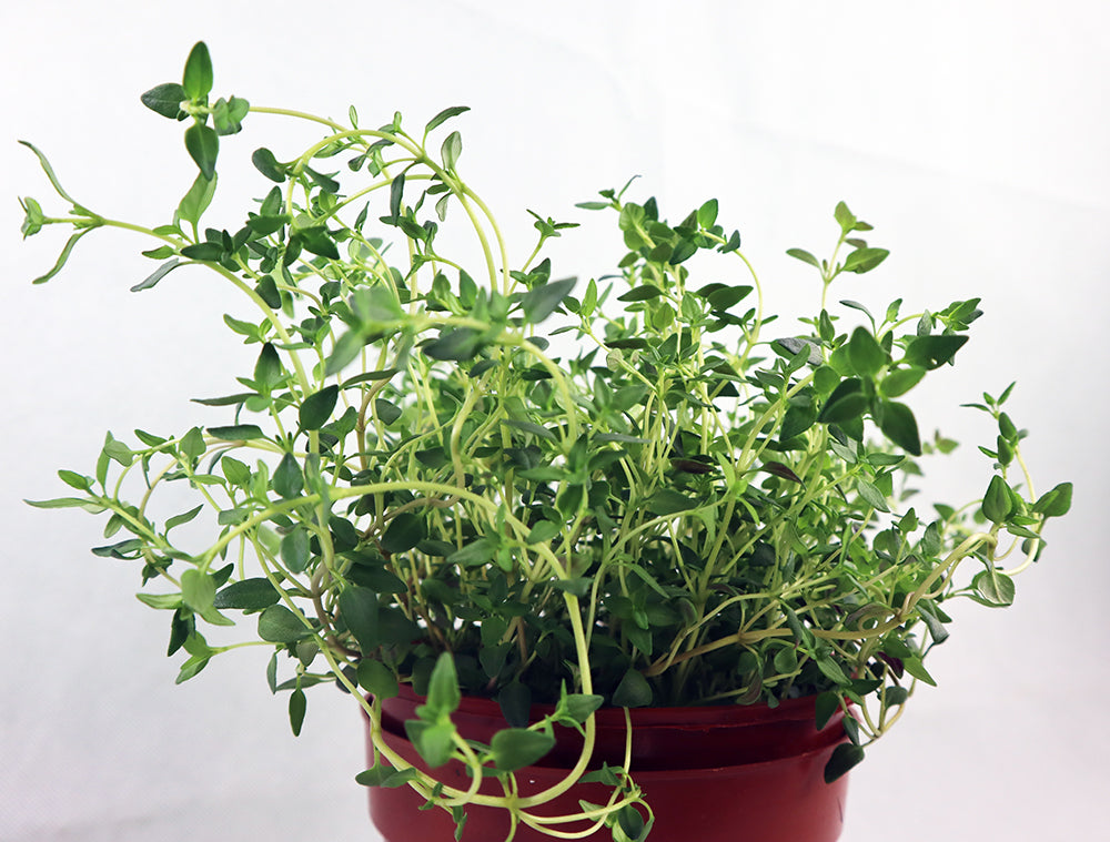 Organic Thyme - Fresh & Fragrant Culinary Herb for Cooking, Seasoning & Tea - Perfect for Soups, Stews, Roasts & Herbal Infusions