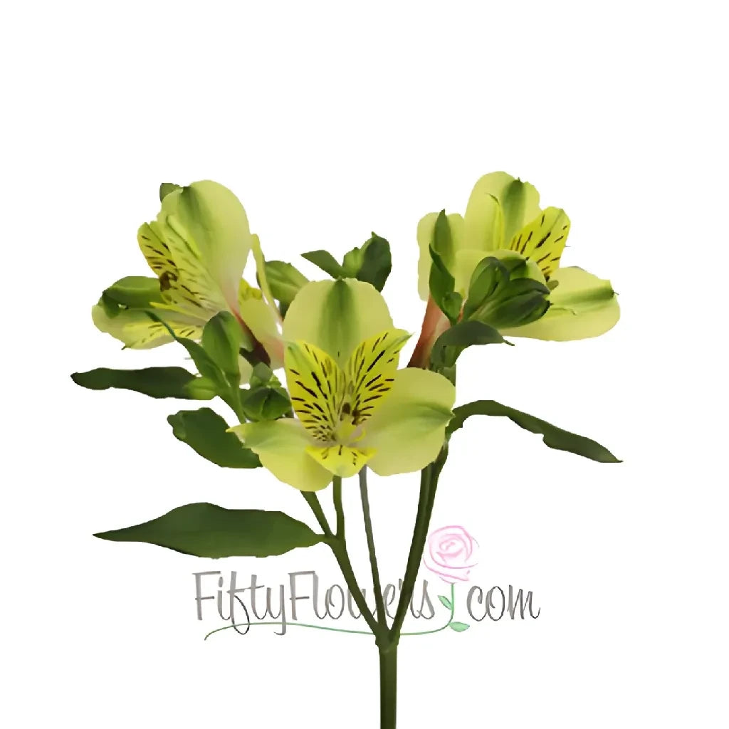 Fresh Yellow Peruvian Lilies - Apple Blossom Peruvian Lilies Bouquet for Home Decor, Wedding Centerpieces & Gift Giving