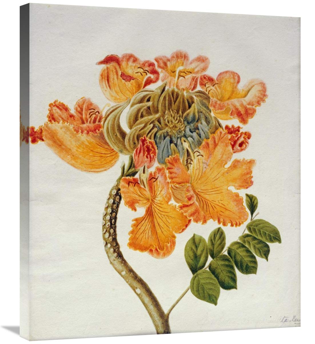30 Inch African Tulip Art Print - Vintage English School Painting - Perfect for Living Room, Bedroom & Office Wall Decor