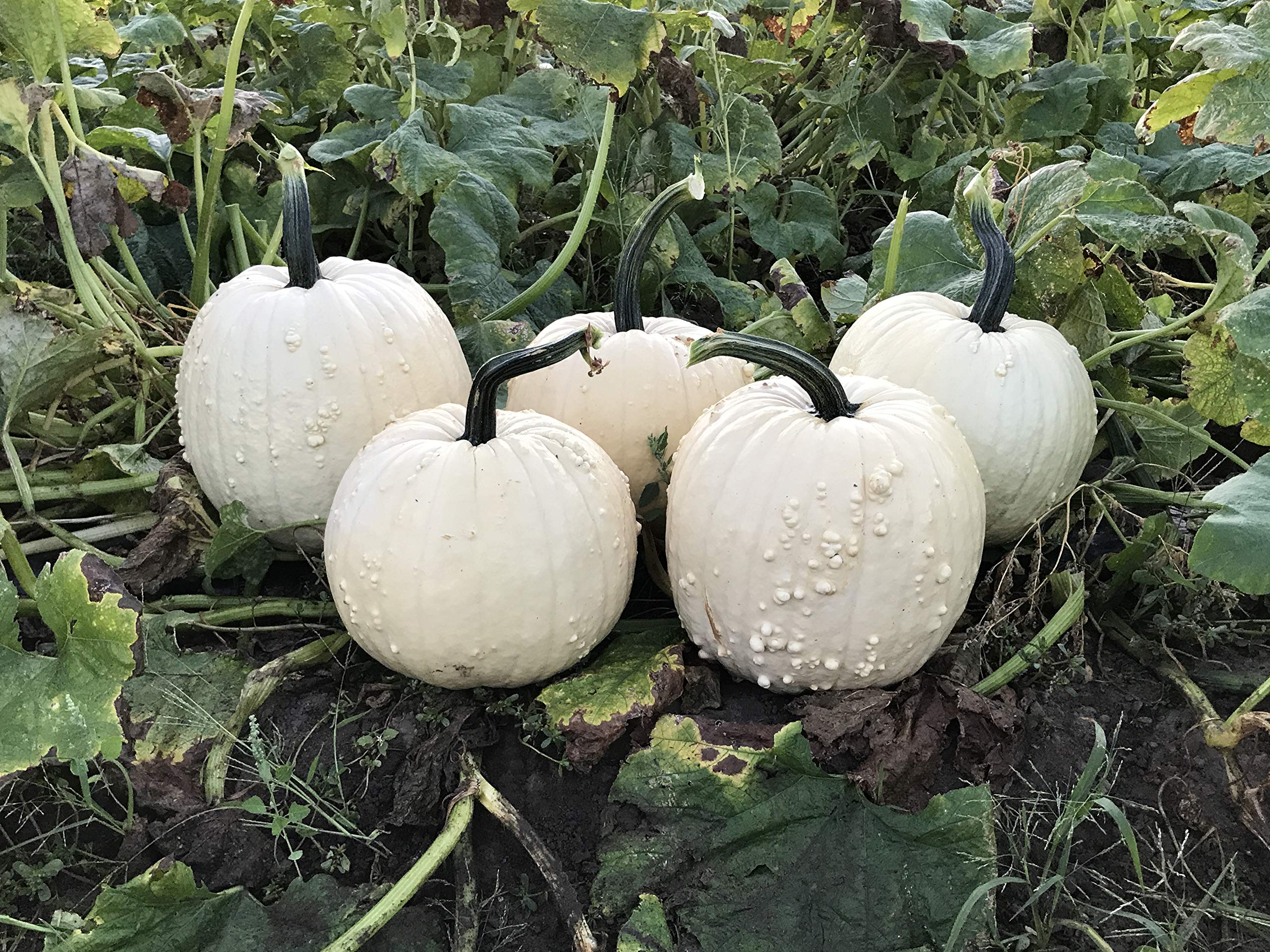 Pumpkin Specter FarMore Treated Seeds - Powdery Mildew Resistant (1000 Count) - Perfect for Halloween Decorations & Fall Gardening