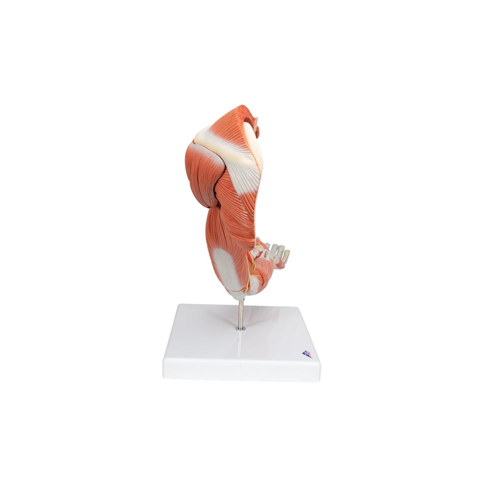 Premium 6-Part Deluxe Muscle Arm Anatomy Model - Ideal for Medical Students, Anatomy Study & Science Education
