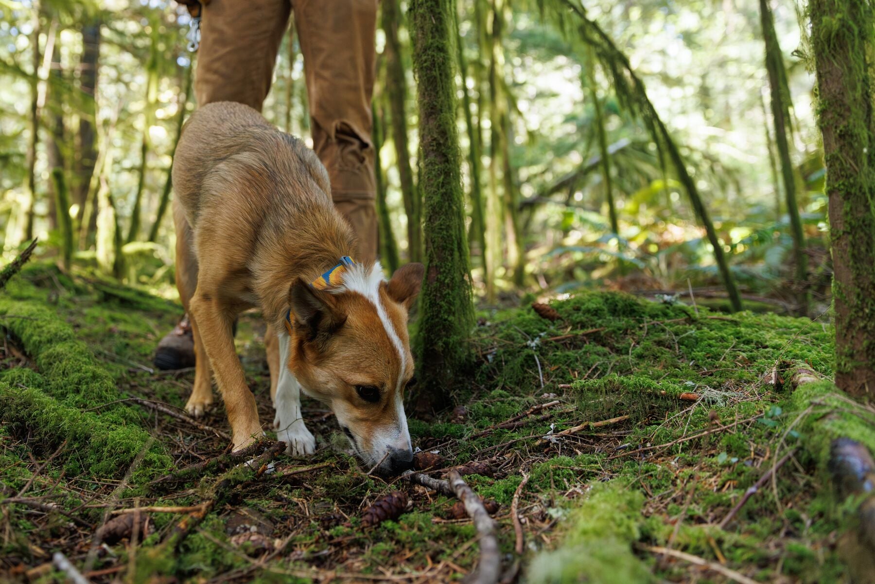Ruffwear Crag Collar® Canyon Oxbow Reflective Dog Collar - Durable & Adjustable for Hiking, Camping & Outdoor Adventures