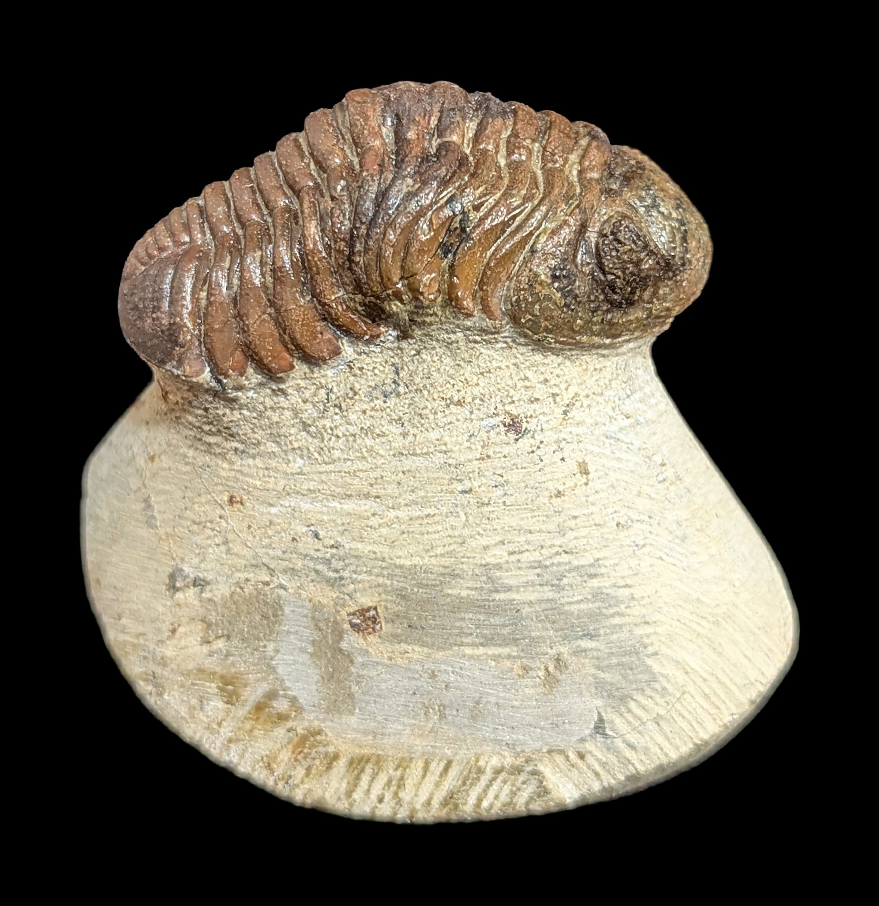 Authentic Phacops Rana Trilobite Fossil in Natural Matrix - Rare Devonian Era Specimen for Collectors, Education & Home Decor