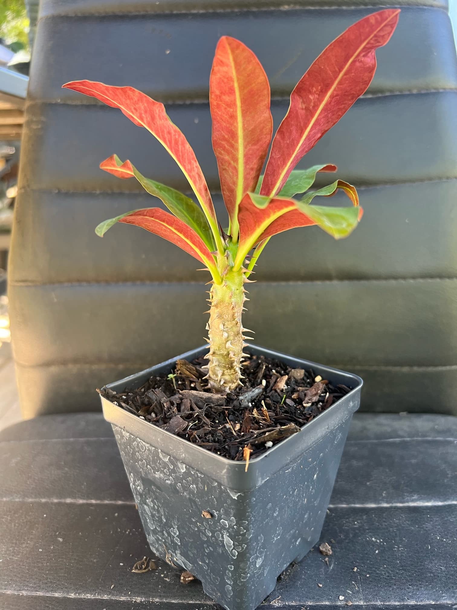 Live Euphorbia Milli (Crown of Thorns) Plant - Petch Srirung Variety - Drought-Tolerant Succulent for Home Decor, Office Desk & Garden Landscaping