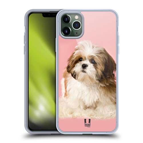 Shih Tzu Puppy