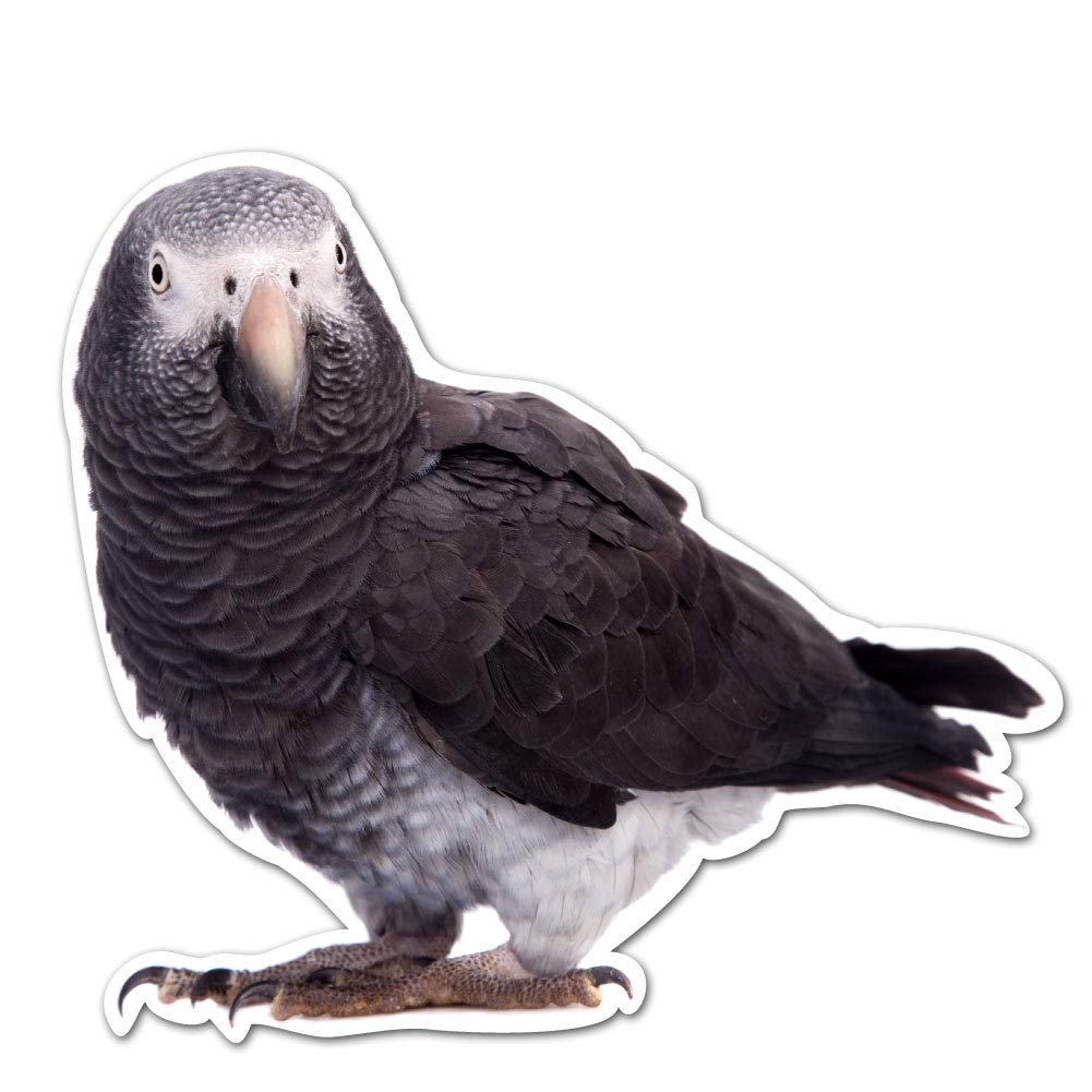 African Grey Parrot Peering - 8 Inch Full Color Vinyl Decal for Cars, Laptops, Windows & Home Décor | Waterproof Indoor/Outdoor Sticker for Walls, Glass & Personalization