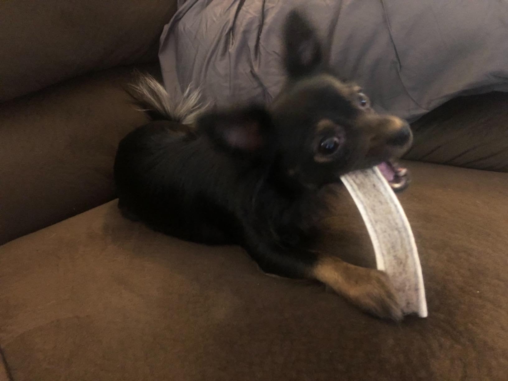 Premium Split Elk Antlers for Dogs - All Natural Dog Chew Bones (3 Pack Small to Medium) - Naturally Shed & Cruelty-Free - WhiteTail Naturals - Perfect for Teething, Dental Health & Long-Lasting Chewing