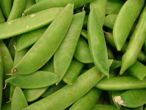 50 Pcs Mammoth Melting Sugar Pea Seeds - Stringless Snow Pea (Pisum Sativum) for Home Garden Planting - Fresh Vegetable Seeds for Cooking, Salads & Healthy Snacks