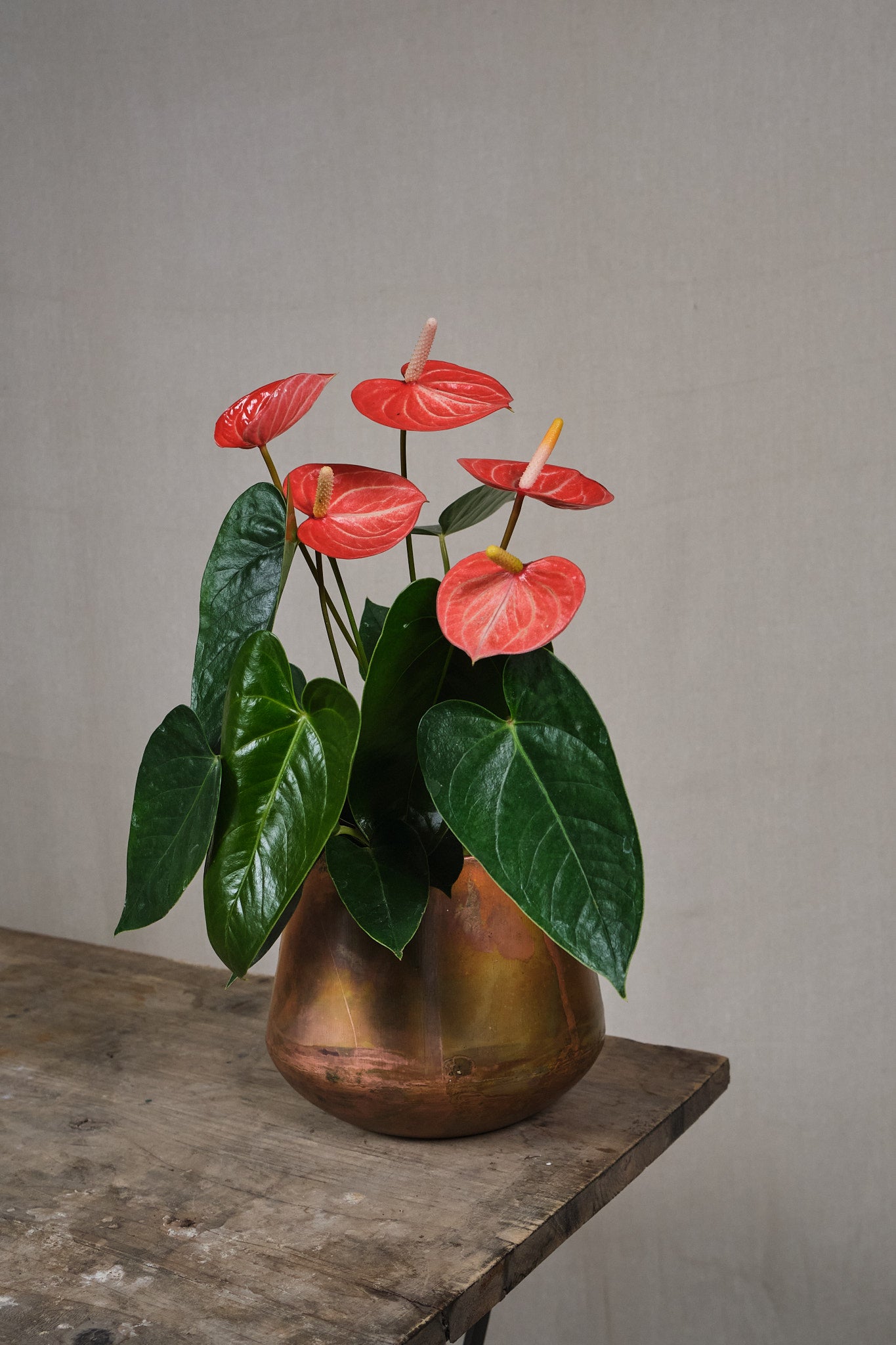 Anthurium Livium Orange - Vibrant Orange Flamingo Flower for Home & Office Decor | Perfect for Indoor Plants, Gifts, and Tropical-Themed Spaces