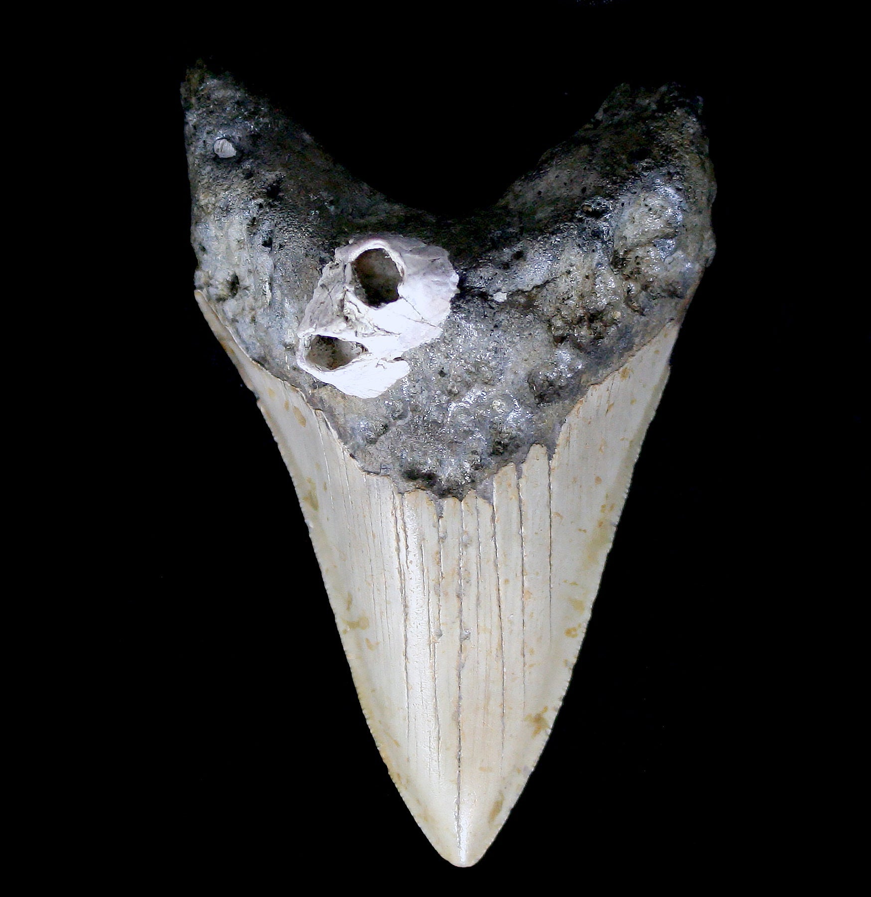 Authentic Megalodon Shark Tooth Fossil with Barnacles - Rare Collectible Specimen for Paleontology Enthusiasts & Home Decor - Perfect for Display Cases, Educational Projects & Gift Giving