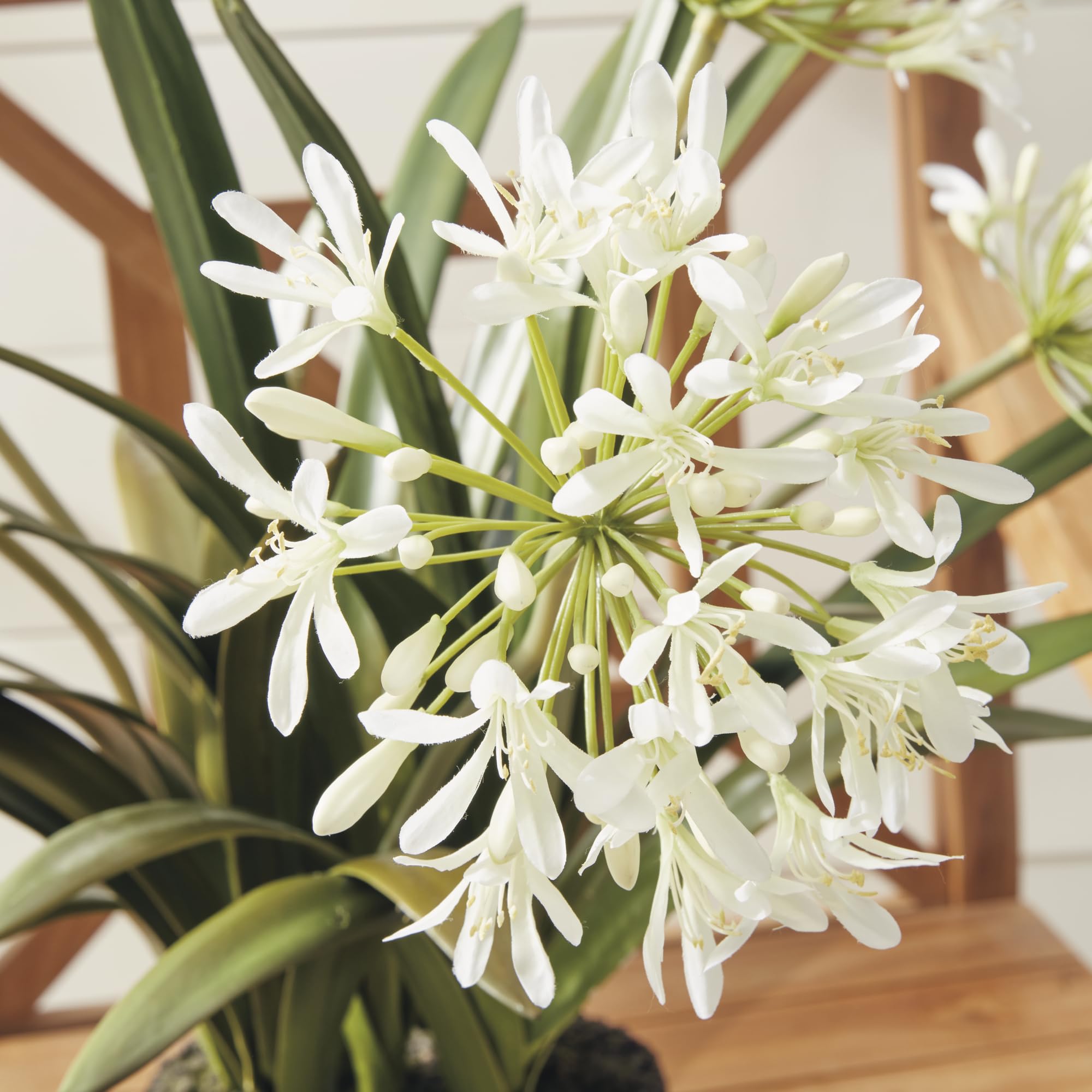 Napa Home and Garden Conservatory Agapanthus Drop-in Plant - Perfect for Indoor and Outdoor Decor, Wedding Centerpieces, and Garden Accents