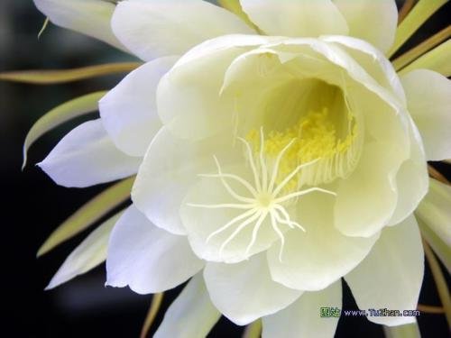 Queen of the Night Epiphyllum Oxypetalum Live Plant - Rare Night Blooming Cactus for Indoor/Outdoor Gardens, Home Decor & Gift Idea