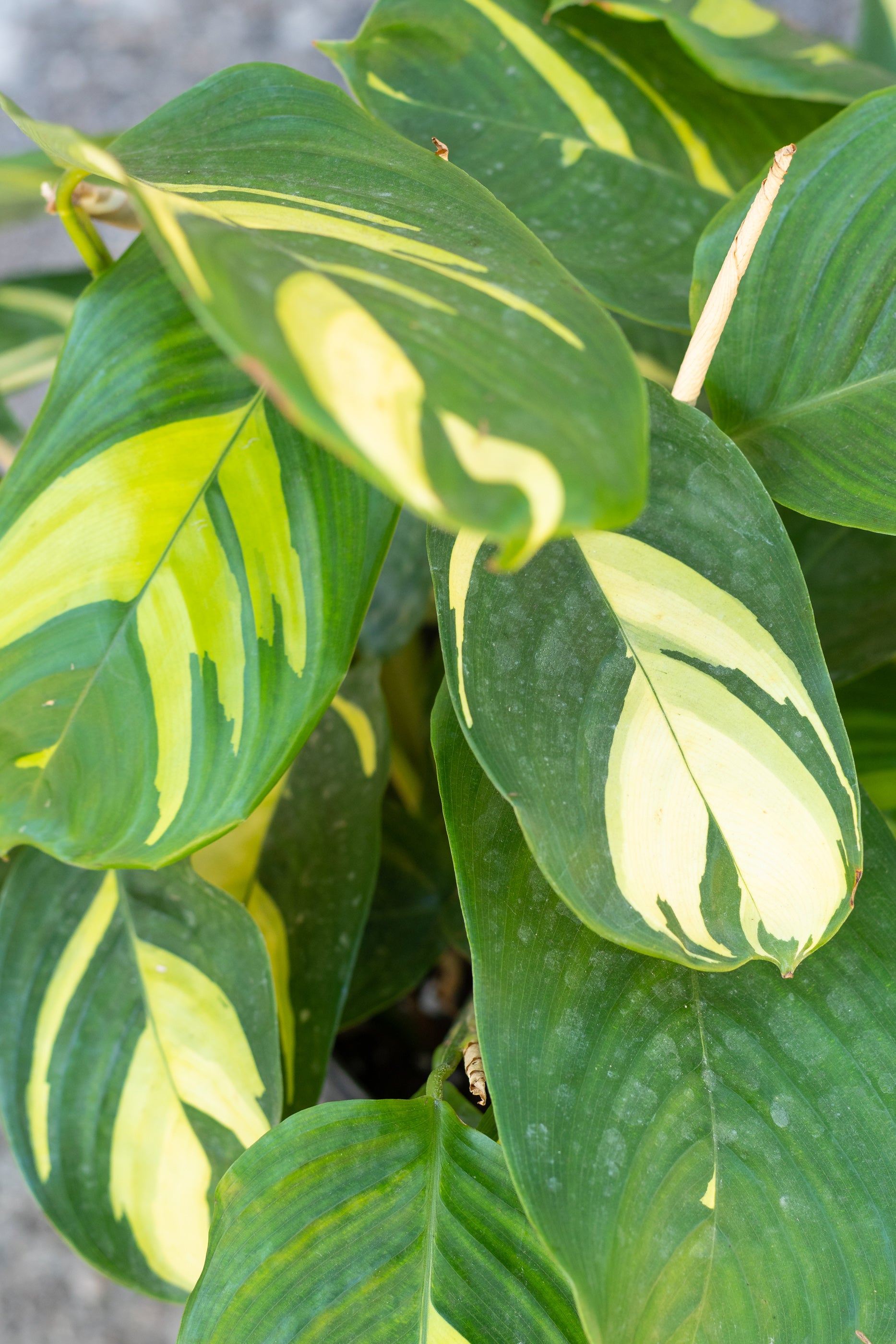 Ctenanthe Lubbersiana - 10